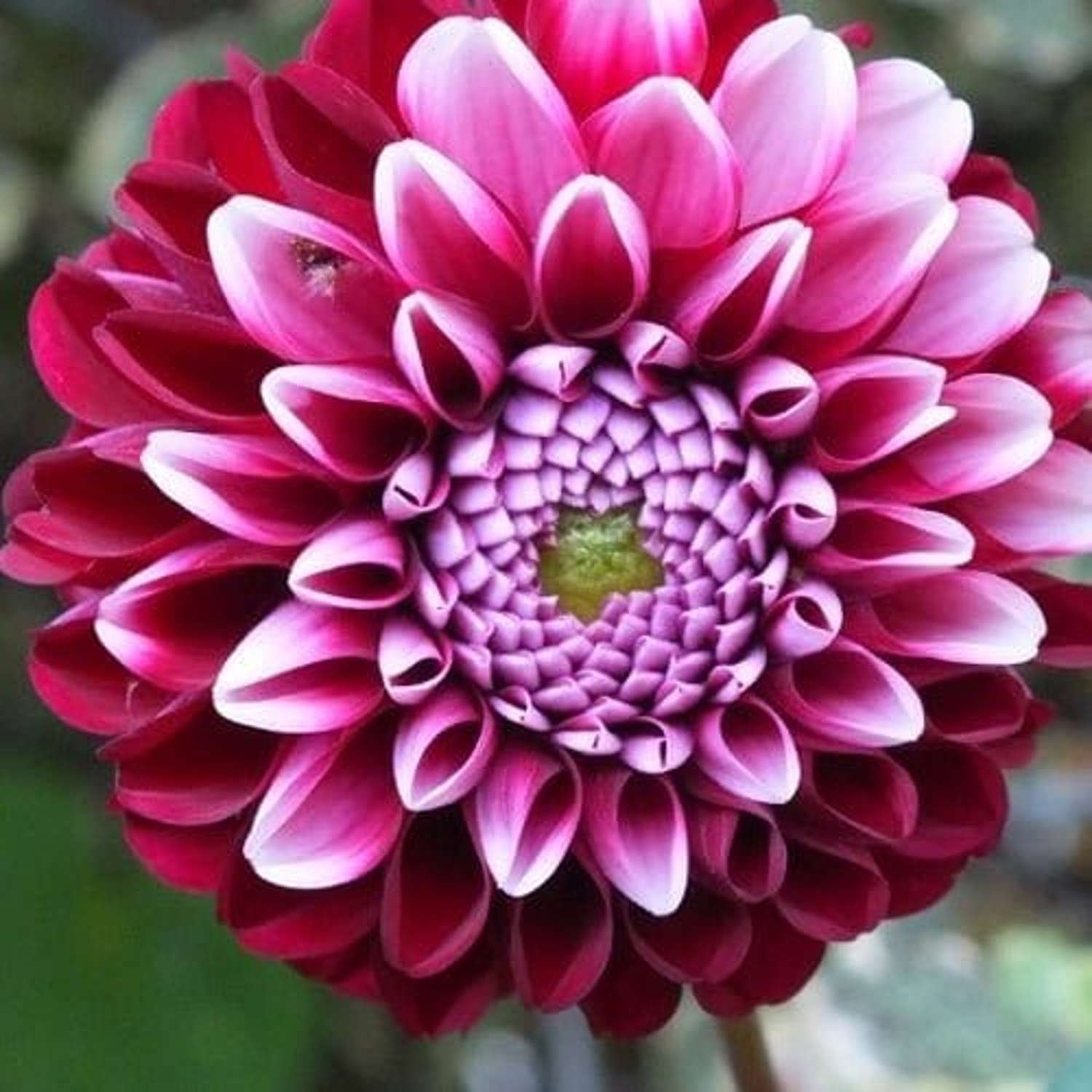 Daalia 'Chick A Dee'